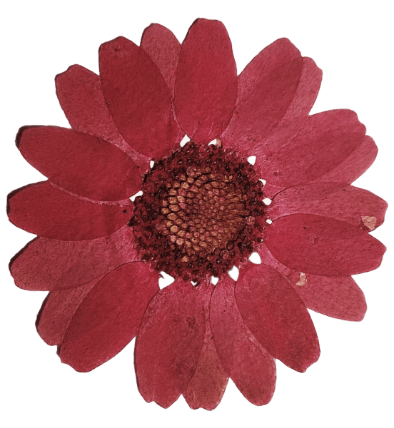 Fleur en papier