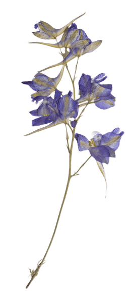 Flower-13-min