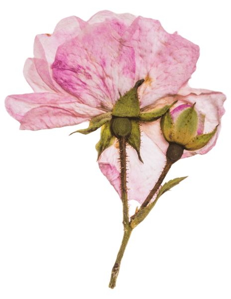 Flower-14-min