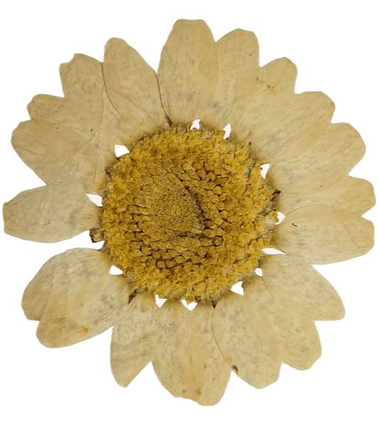 Flower-6-min Fleur en papier